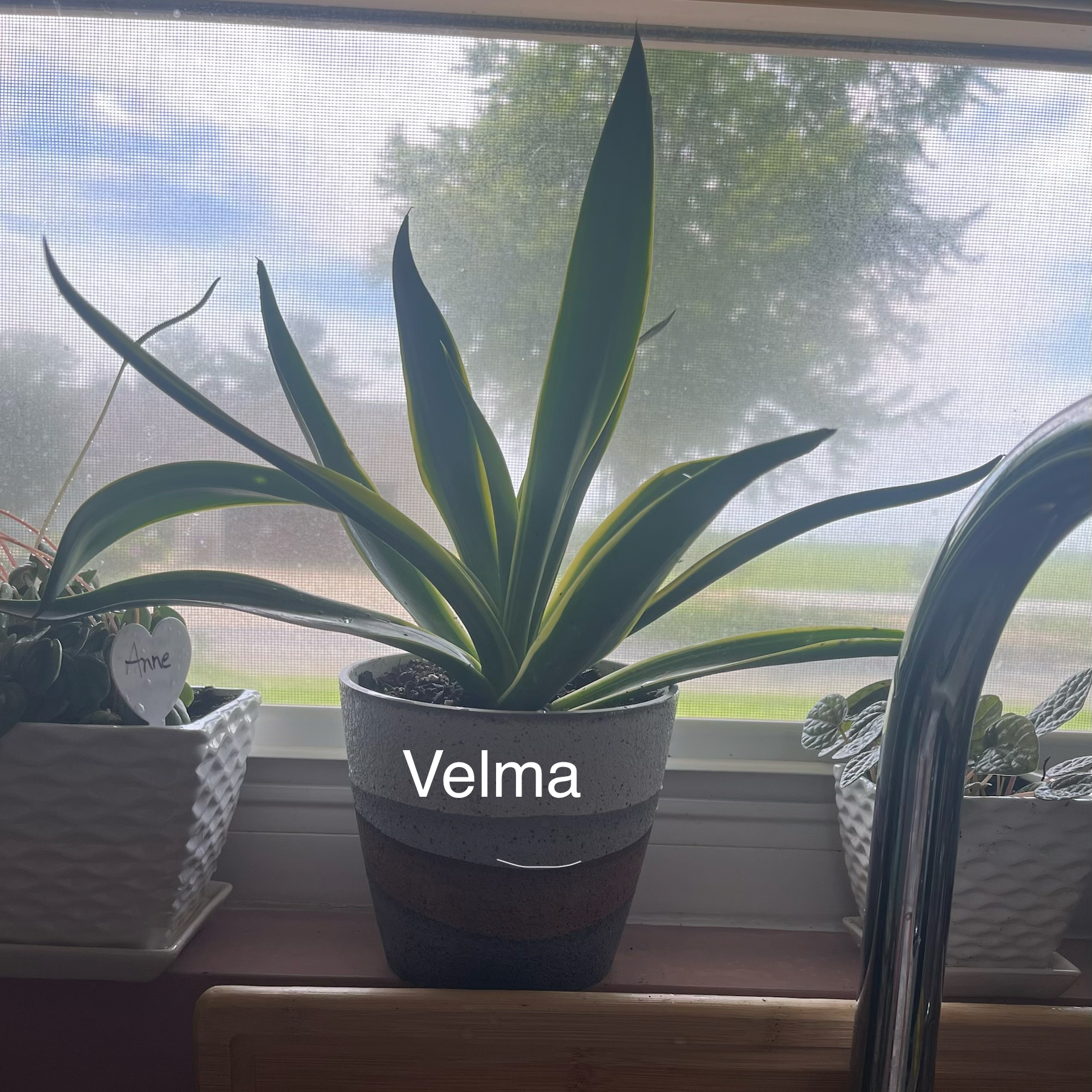 Photo of the plant species Agave desmettiana 'Variegata' by @HappySelah25 named Velma on Greg, the plant care app