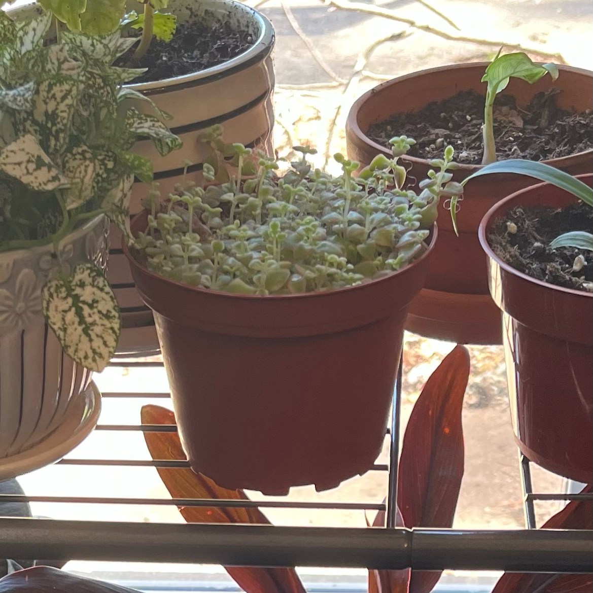 Photo of the plant species Sedum 'Little Missy' by @HappySelah25 named Missy on Greg, the plant care app