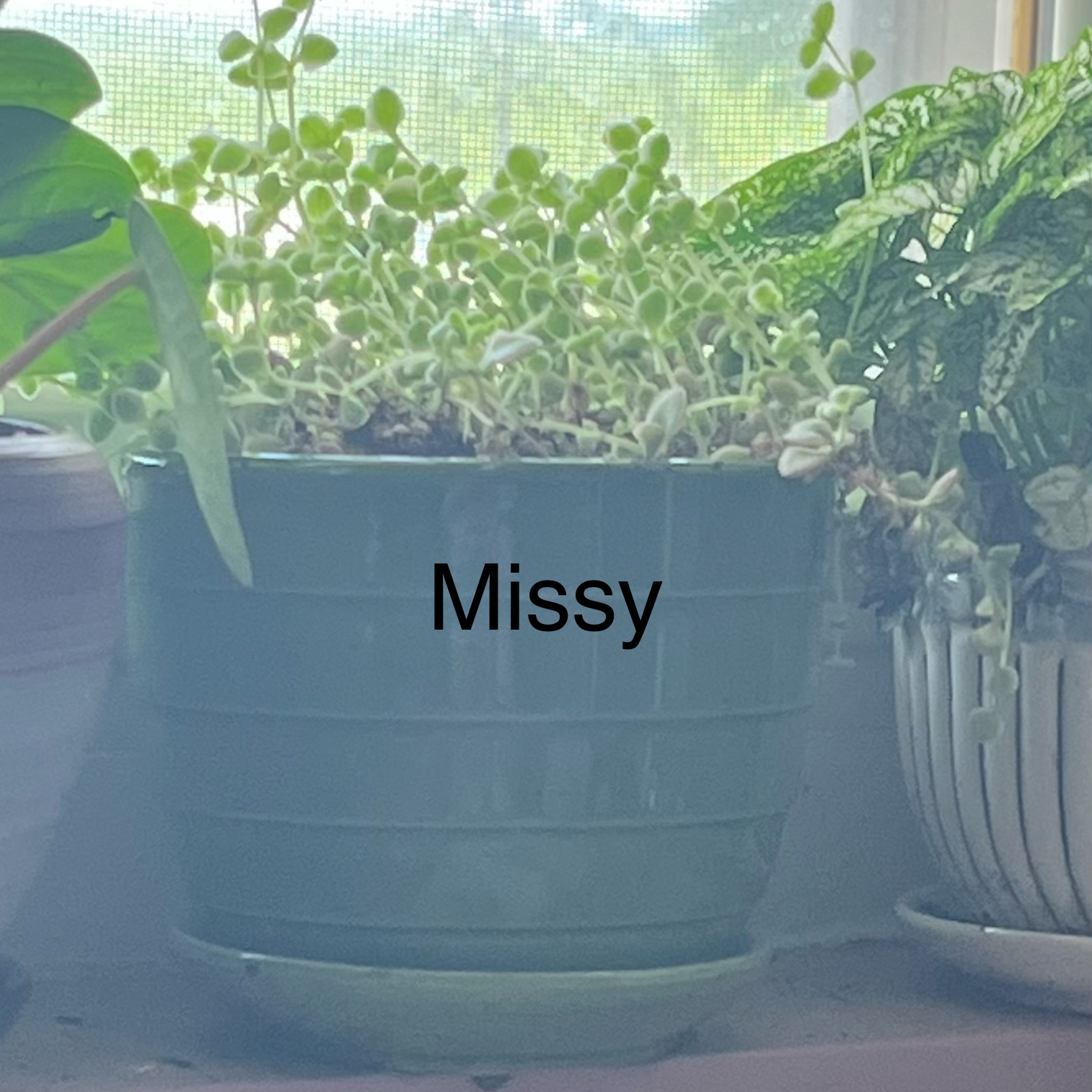 Photo of the plant species Sedum 'Little Missy' by @HappySelah25 named Missy on Greg, the plant care app