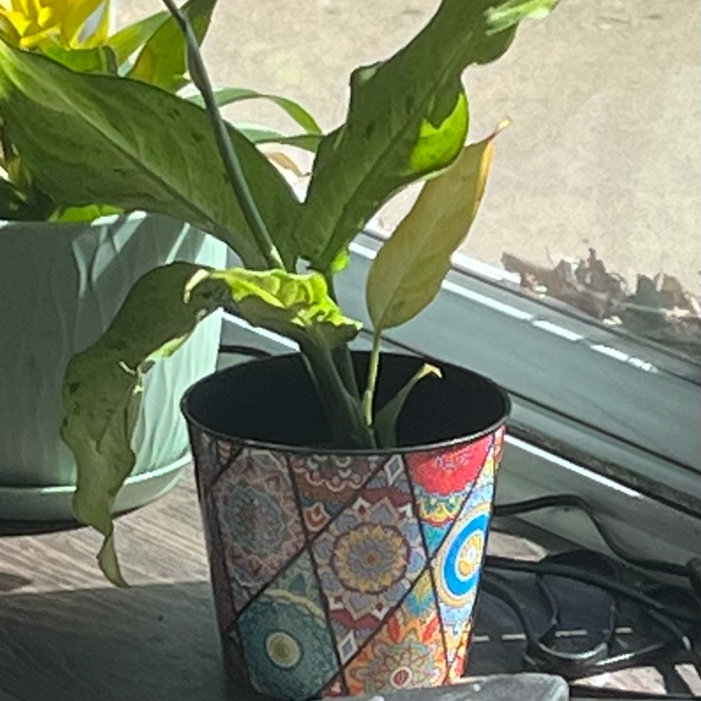 Photo of the plant species Dieffenbachia 'Camouflage' by @HappySelah25 named Cameron on Greg, the plant care app