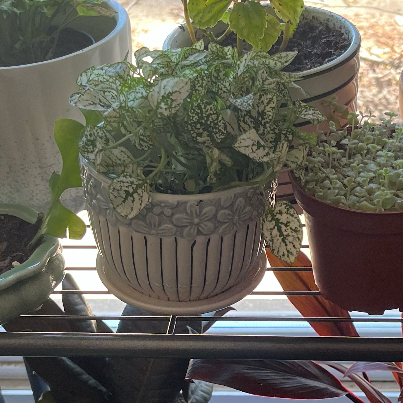 Photo of the plant species White Anne Nerve Plant by @HappySelah25 named Fittonia on Greg, the plant care app