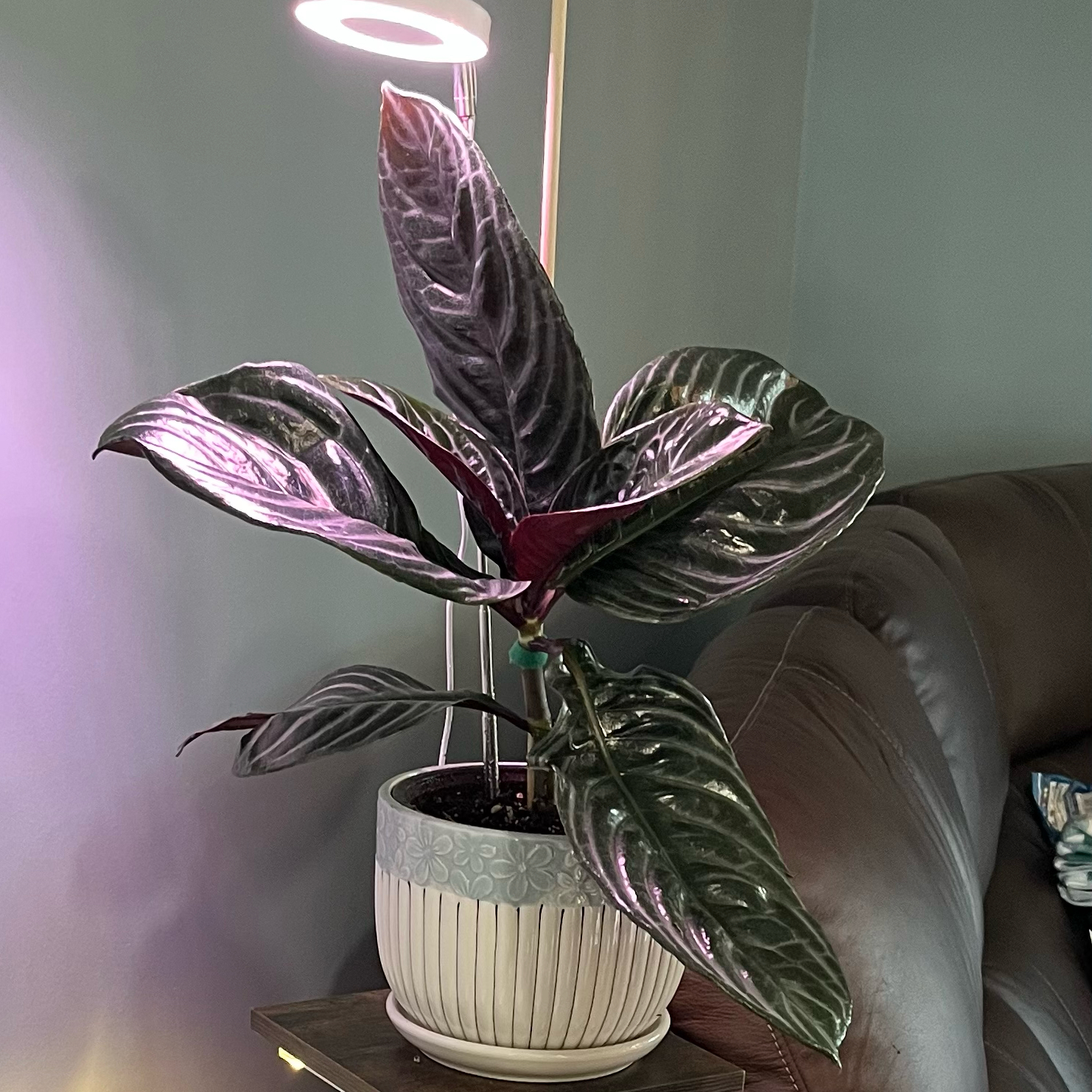 Photo of the plant species Zebra Fuego by @HappySelah25 named Nova on Greg, the plant care app