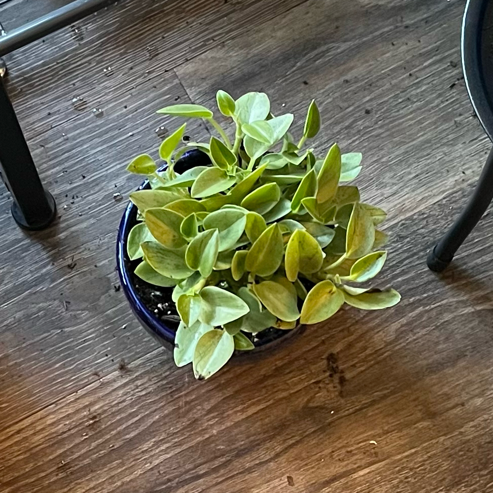 Photo of the plant species Peperomia 'Pixie Lime' by @HappySelah25 named Pixie on Greg, the plant care app