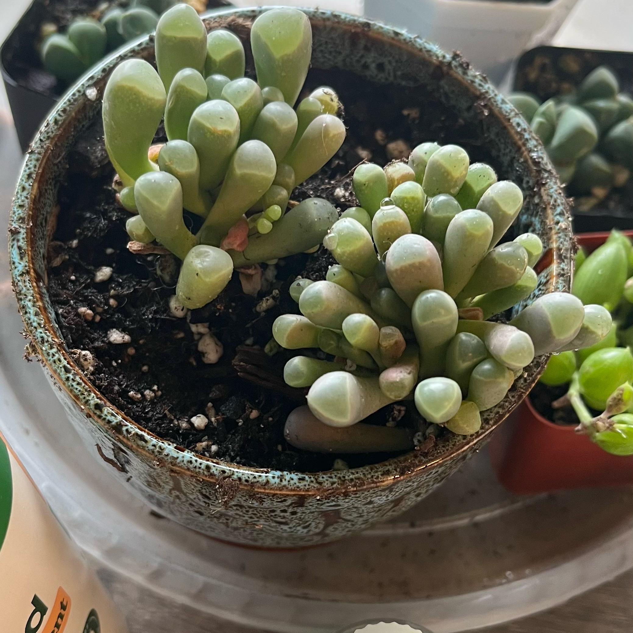 Photo of the plant species Baby Toes by @HappySelah25 named Tickle Me on Greg, the plant care app
