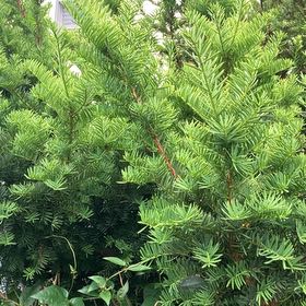 Photo of the plant species Japanese Yew by @LightFuscia90 named Surya on Greg, the plant care app