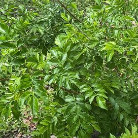 Photo of the plant species Cape Honeysuckle 'Lutea' by @ZanyLentil23 named Xena on Greg, the plant care app