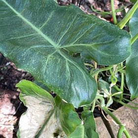 Photo of the plant species Philodendron bernardopazii by @ZanyLentil23 named Bernadette on Greg, the plant care app