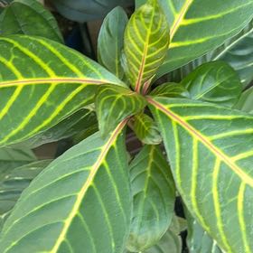 Photo of the plant species Sanchezia by @ZanyLentil23 named Muhammad Ali on Greg, the plant care app