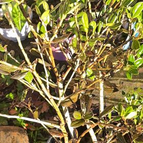 Photo of the plant species Burford Holly by @ZanyLentil23 named Gregarious on Greg, the plant care app