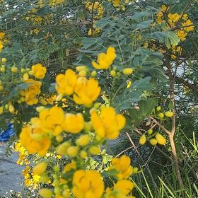 Photo of the plant species Caesalpinia Mexicana by @ZanyLentil23 named Bruce Lee on Greg, the plant care app