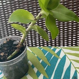 Photo of the plant species Scarlet Spiral-Ginger by @ZanyLentil23 named Marley on Greg, the plant care app