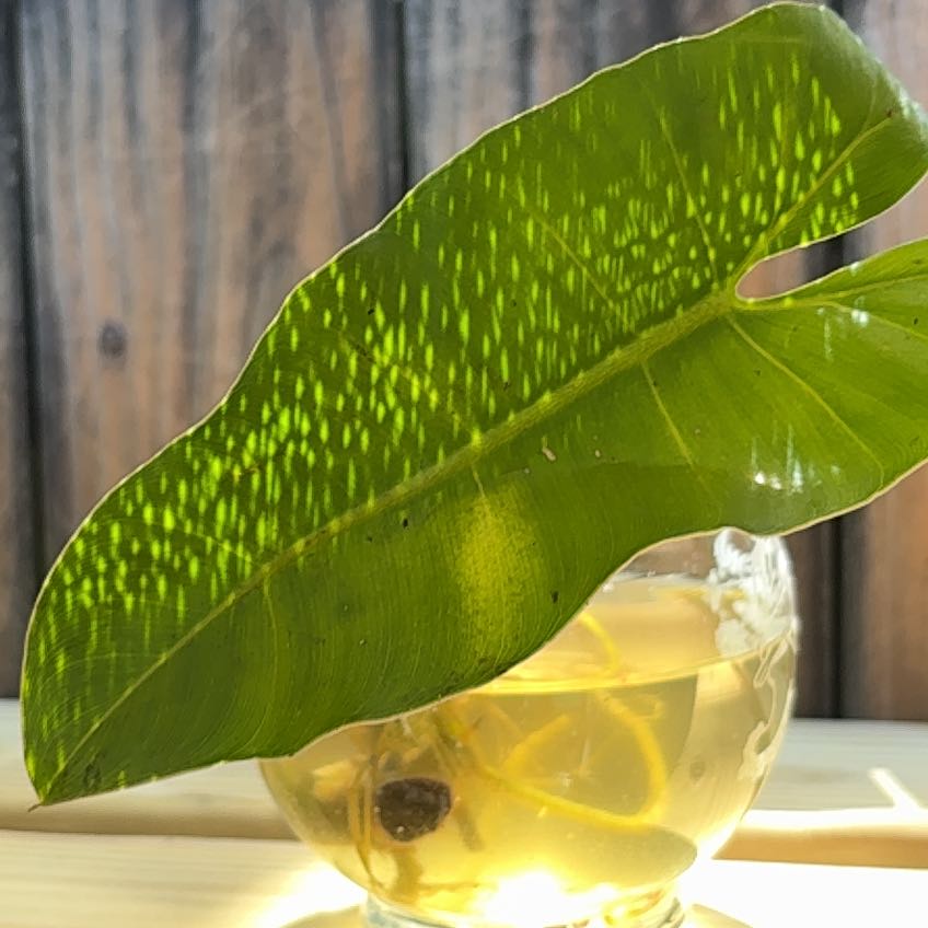 Photo of the plant species Green Arrow-Arum by @ZanyLentil23 named Sol on Greg, the plant care app