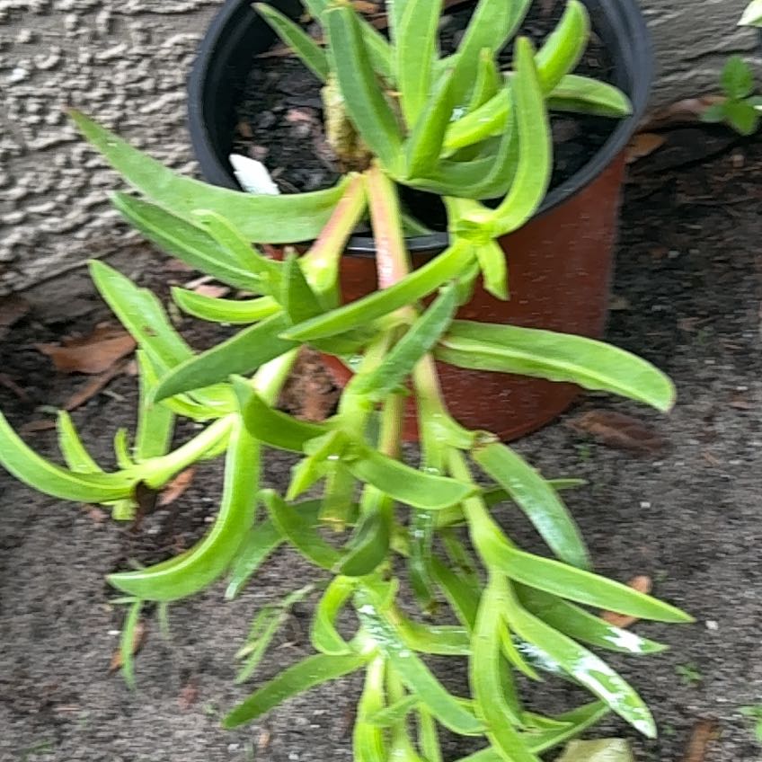 Photo of the plant species Hottentot Fig by @ZanyLentil23 named Wall-E on Greg, the plant care app
