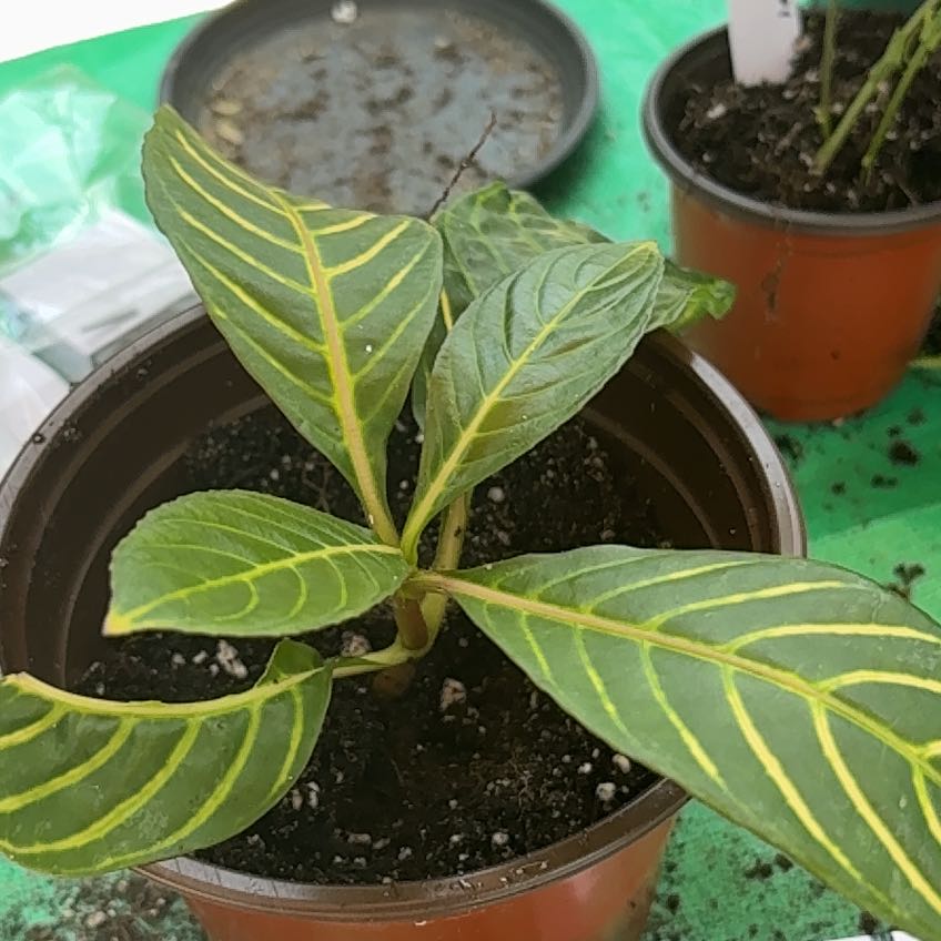 Photo of the plant species Bankesia by @ZanyLentil23 named Navajo on Greg, the plant care app