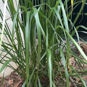 Photo of the plant species Cymbopogon Citratus by @EpitomeWildlime named Queen on Greg, the plant care app