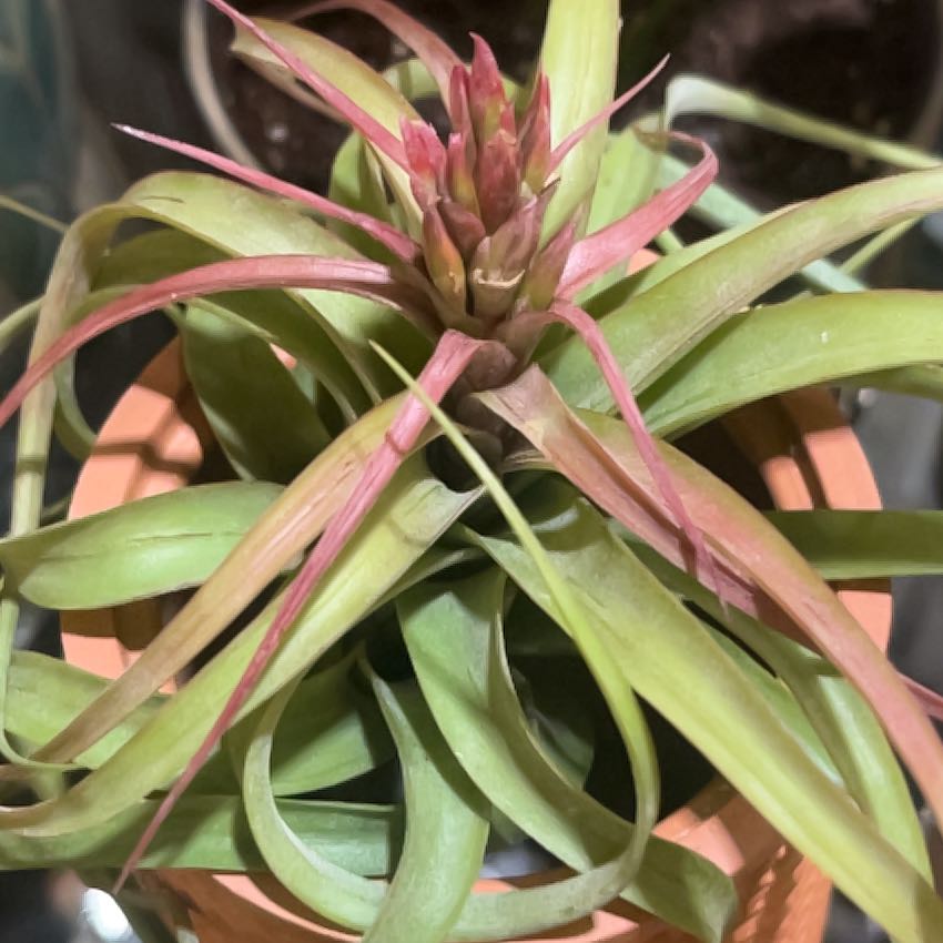 Photo of the plant species Brachycaulos Green Air Plant by @n3rf.or.nothing named Jeffrey Star on Greg, the plant care app