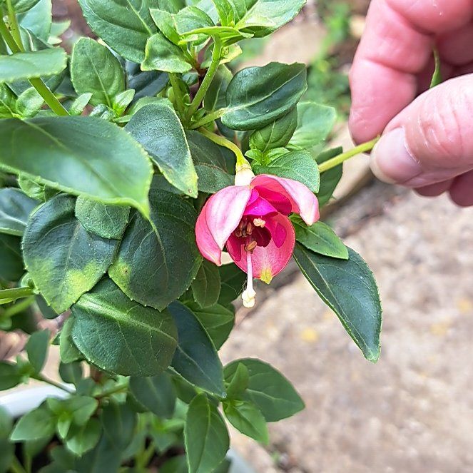 Photo of the plant species Fuchsia microphylla by @PiousHenschicks named Sonora on Greg, the plant care app