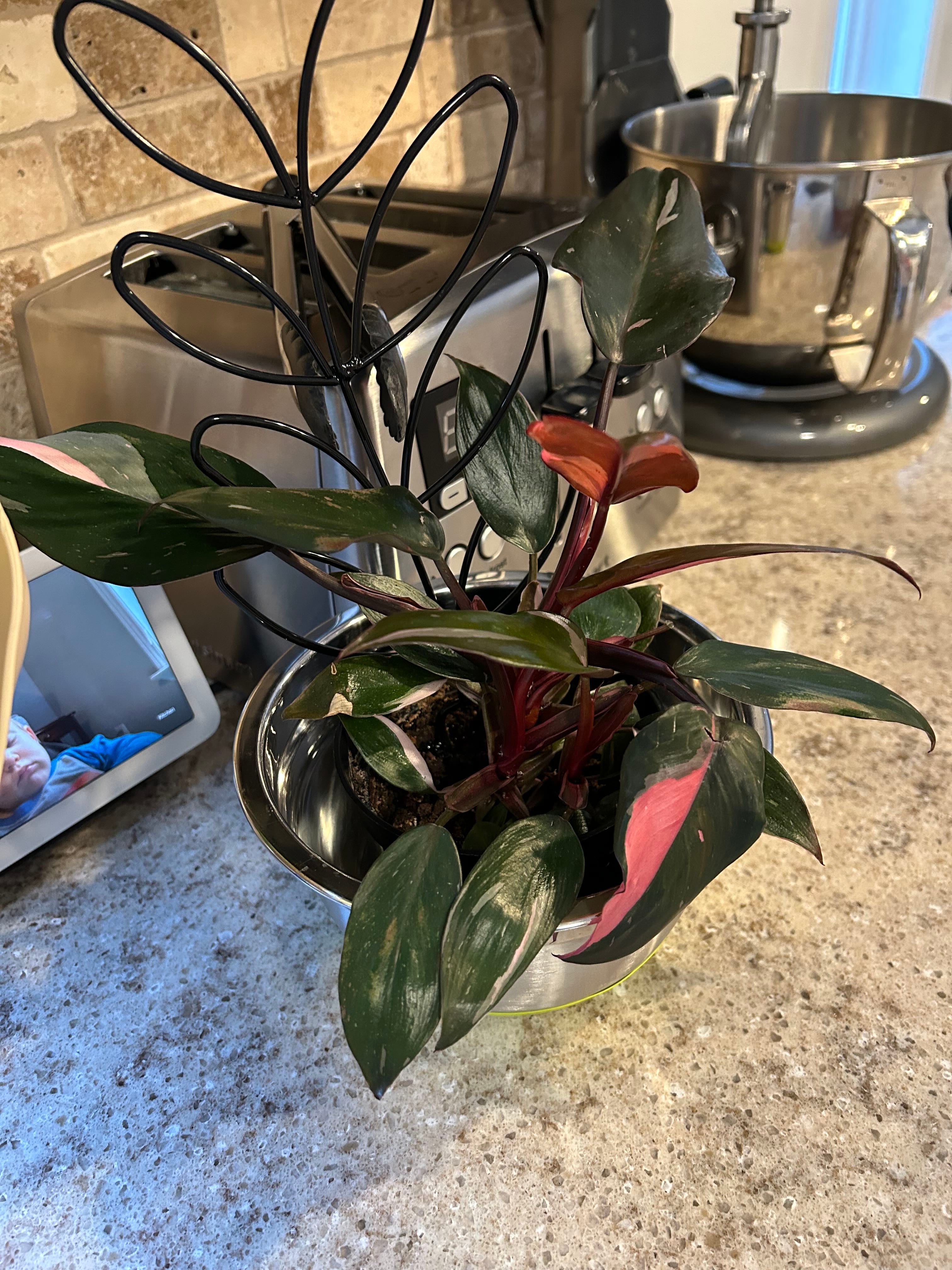 レア！レア！Philodendron williamsii var NO3 Philodendron Williamsii Variegated 6” XL Exact Plant – Rare