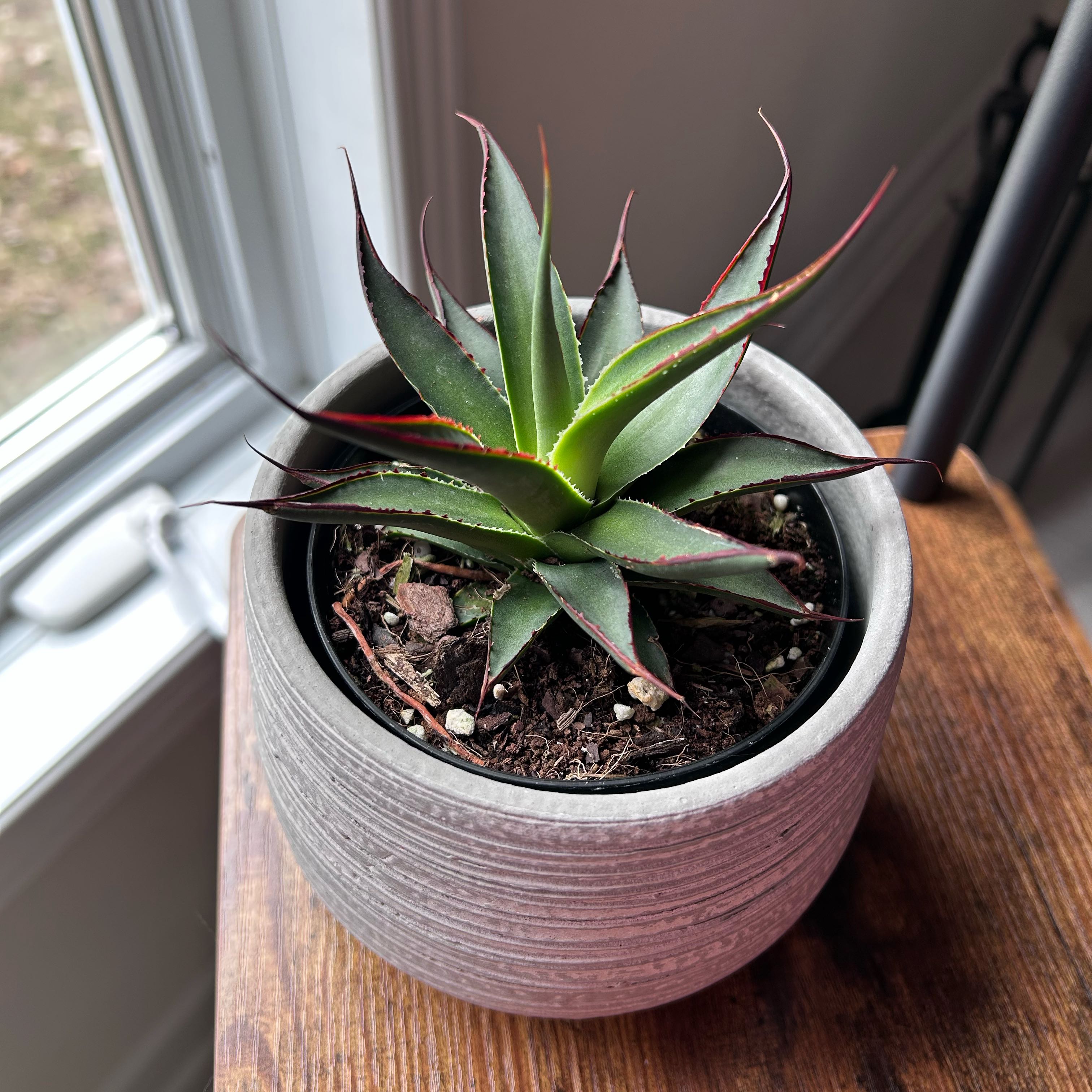 Photo of the plant species Agave Blue Glow by @ashpaq89 named Narcissa on Greg, the plant care app
