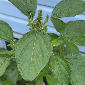 Photo of the plant species Careless Weed by @ashpaq89 named Bodhi on Greg, the plant care app