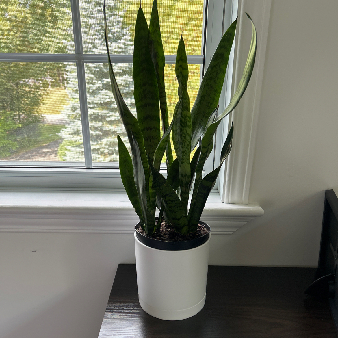 Photo of the plant species Sansevieria zeylanica by @ashpaq89 named Voldemort on Greg, the plant care app