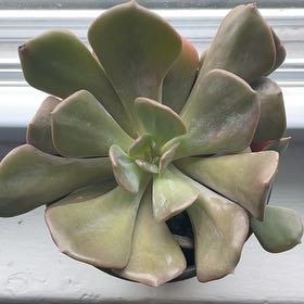 Photo of the plant species Echeveria 'Misty Lilac' by @SirRedmint99 named Kendall on Greg, the plant care app