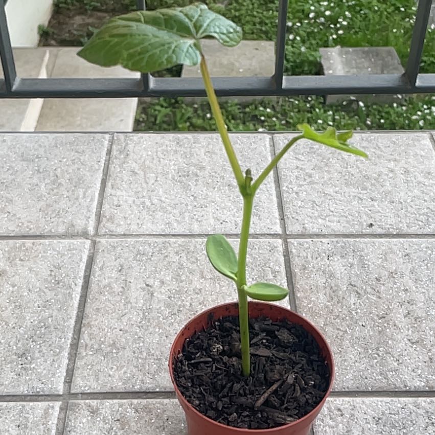 Photo of the plant species Sword Bean by @FreshCowshorn75 named Winston on Greg, the plant care app
