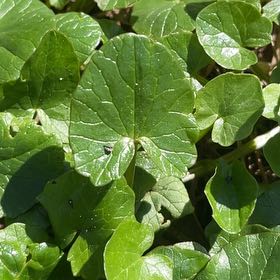 Photo of the plant species Ficaria verna by @FreshCowshorn75 named Messi on Greg, the plant care app
