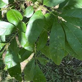Photo of the plant species Fringetree by @LitheBacopa68 named Sonora on Greg, the plant care app