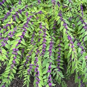Photo of the plant species Purple Beautyberry by @VitalJuneplum81 named ChloroPhil on Greg, the plant care app