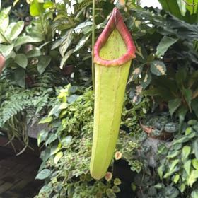 Photo of the plant species Nepenthes Mirabilis by @VitalJuneplum81 named Forrest on Greg, the plant care app