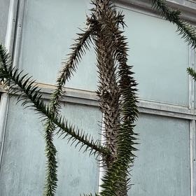 Photo of the plant species Sitka Spruce by @VitalJuneplum81 named Xena on Greg, the plant care app