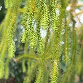 Photo of the plant species Red Pine by @VitalJuneplum81 named Gates on Greg, the plant care app
