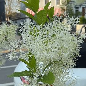 Photo of the plant species Fringetree by @VitalJuneplum81 named Harper on Greg, the plant care app