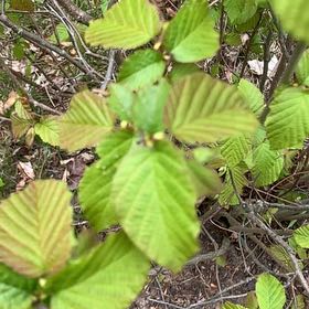 Photo of the plant species Green Alder by @ExoticAmurmaple named Ulysses S Plant on Greg, the plant care app