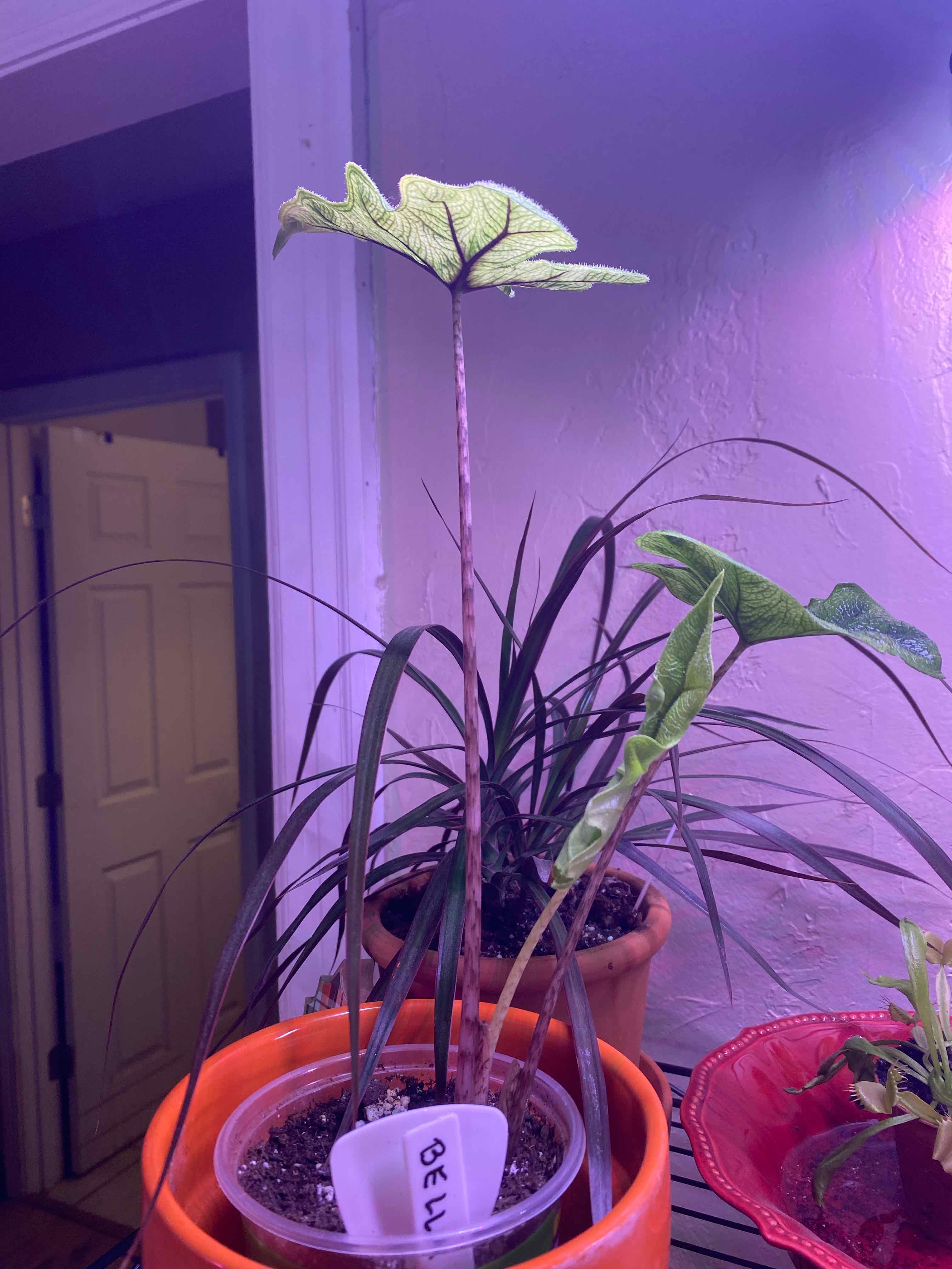 Photo of the plant species Jacklyn by @SvelteHoya18 named Bella Alocasia on Greg, the plant care app