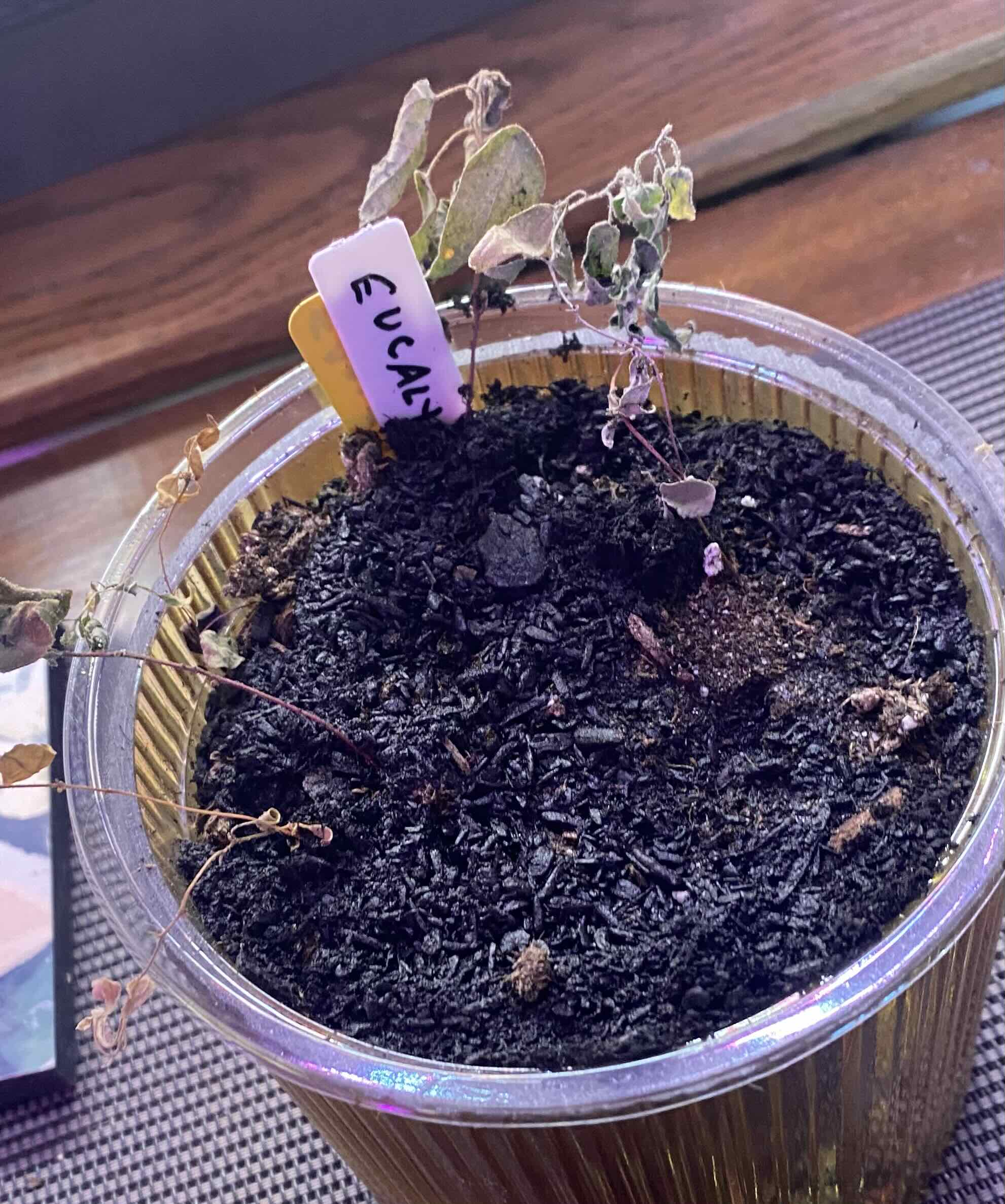 Photo of the plant species Eucalyptus by @SvelteHoya18 named Earlene on Greg, the plant care app