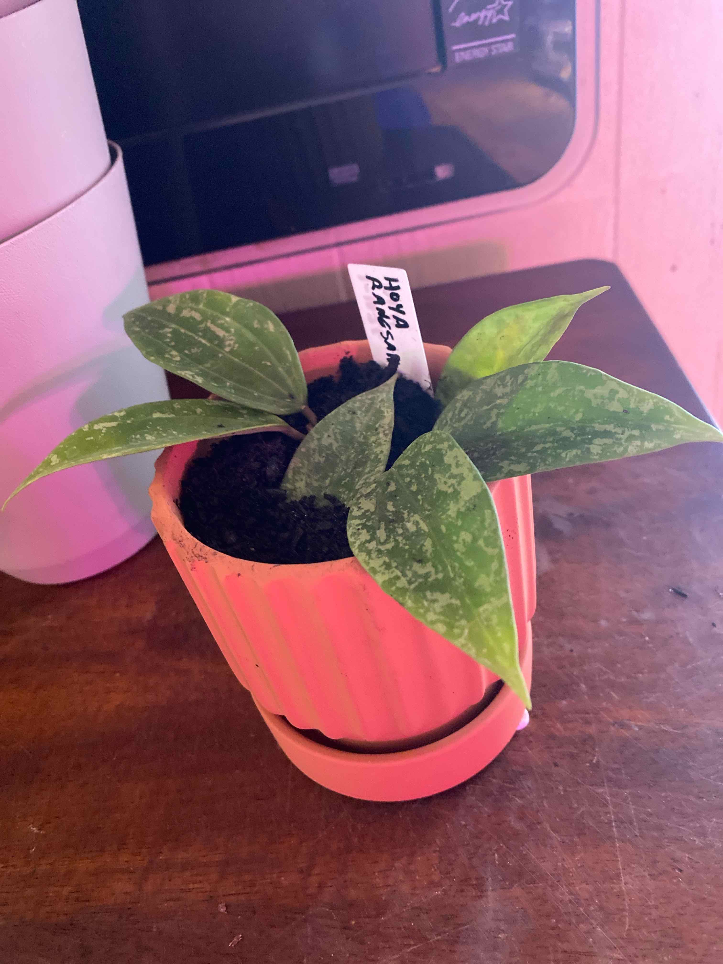 Photo of the plant species Hoya Rangsan by @SvelteHoya18 named Hoya Rangsan on Greg, the plant care app