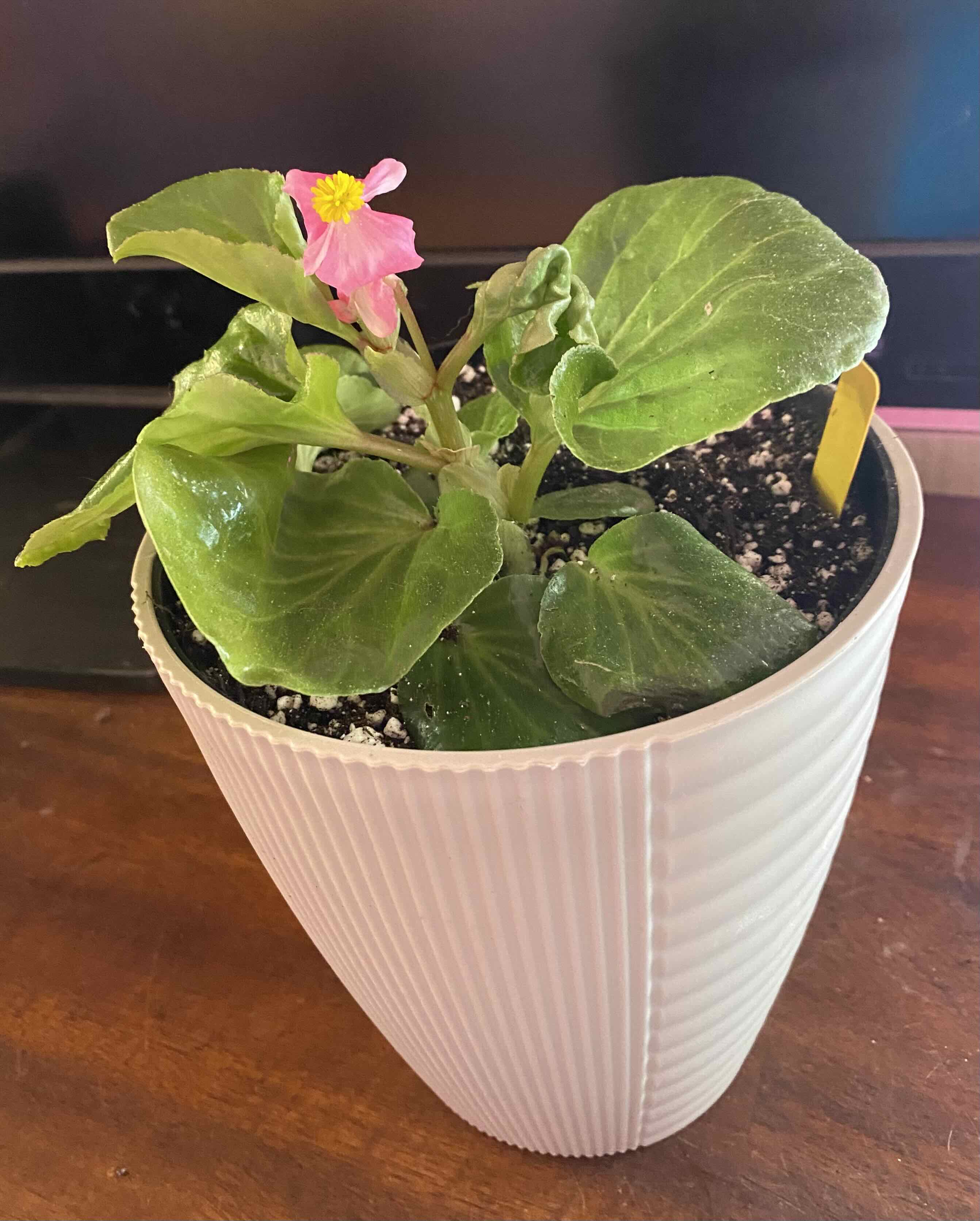 Photo of the plant species Begonia Dragon Wing® Pink Bronze Leaf by @SvelteHoya18 named Pink  Beginia SWP on Greg, the plant care app