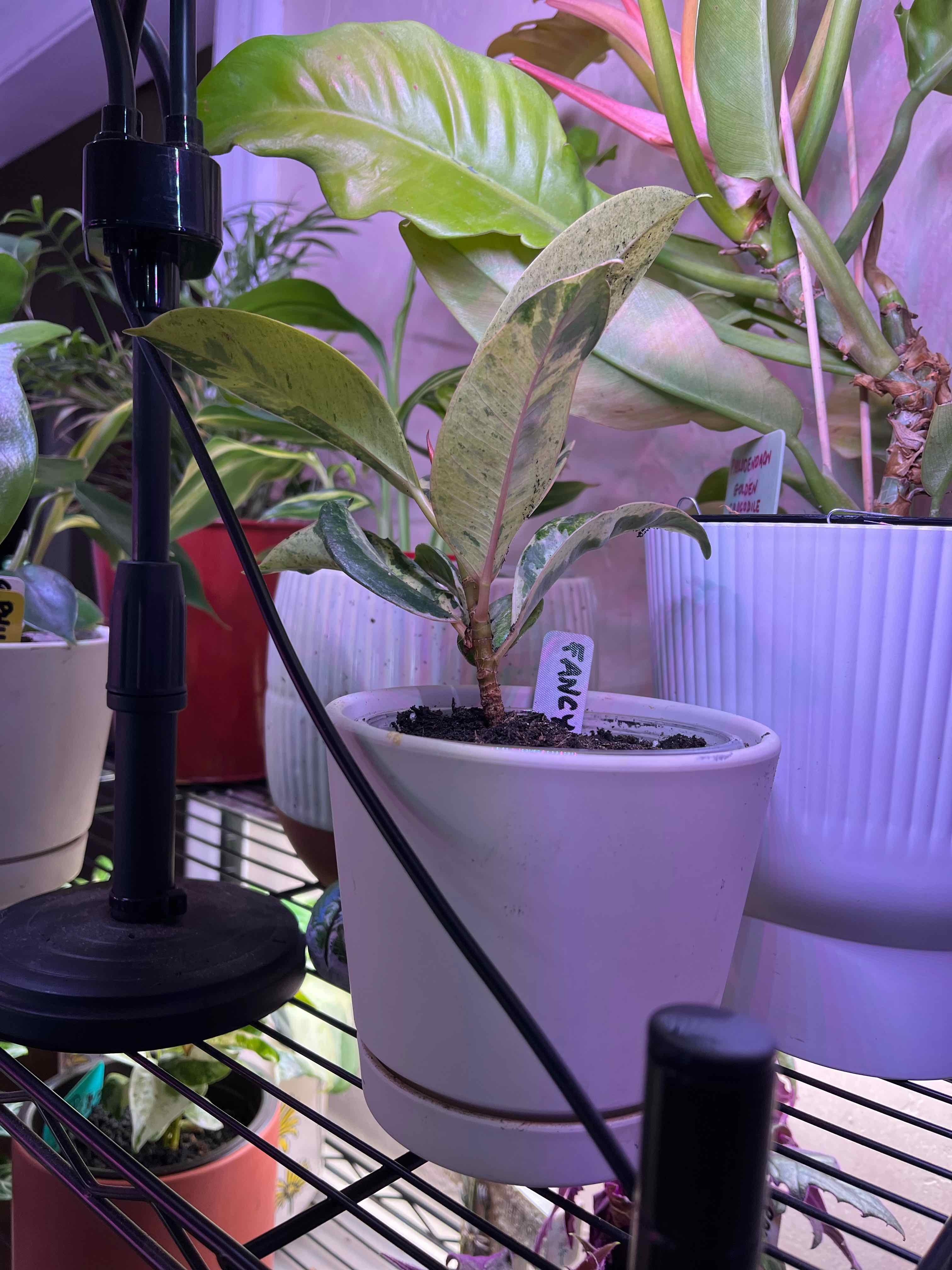Photo of the plant species Ficus Moonshine by @SvelteHoya18 named Fancy on Greg, the plant care app