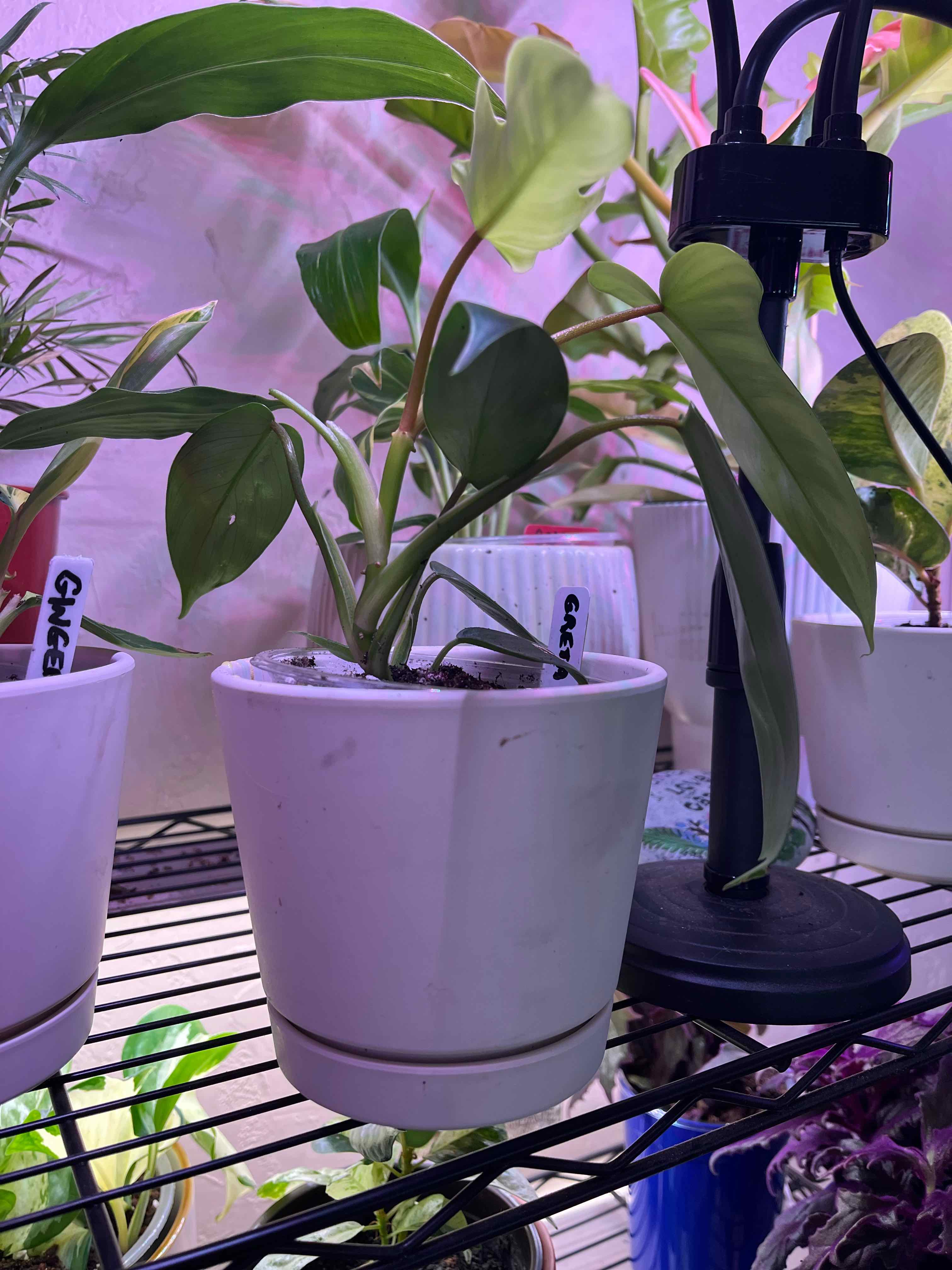 Photo of the plant species Florida green by @SvelteHoya18 named Greta on Greg, the plant care app