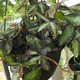 Photo of the plant species Polynesian Ivy by @SvelteHoya18 named Cleopatra on Greg, the plant care app