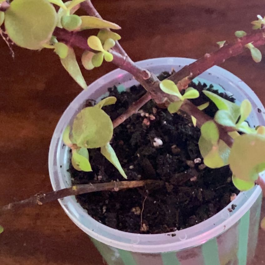 Photo of the plant species Jade Plant by @SvelteHoya18 named Linda on Greg, the plant care app