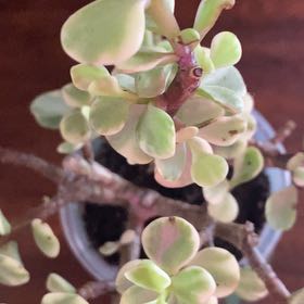 Photo of the plant species Jade Plant by @SvelteHoya18 named Betty on Greg, the plant care app