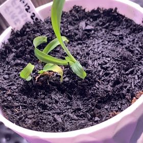 Photo of the plant species Mandarin Plant by @SvelteHoya18 named Fire Flash on Greg, the plant care app