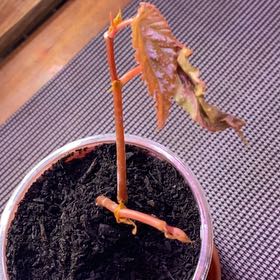 Photo of the plant species Variegated Begonia maculata by @SvelteHoya18 named Maculata on Greg, the plant care app