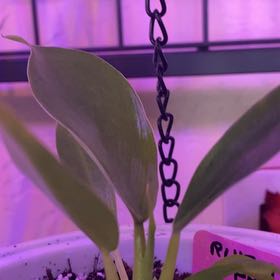Photo of the plant species Philodendron Ruizii by @SvelteHoya18 named Ruizii SWP on Greg, the plant care app