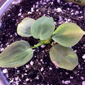 Photo of the plant species Philodendron lupinum by @SvelteHoya18 named Lupi SWP on Greg, the plant care app