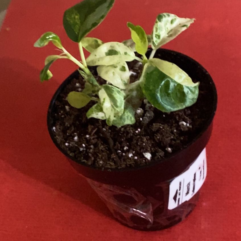 Photo of the plant species Ficus Moonshine by @SvelteHoya18 named Fred SWP on Greg, the plant care app