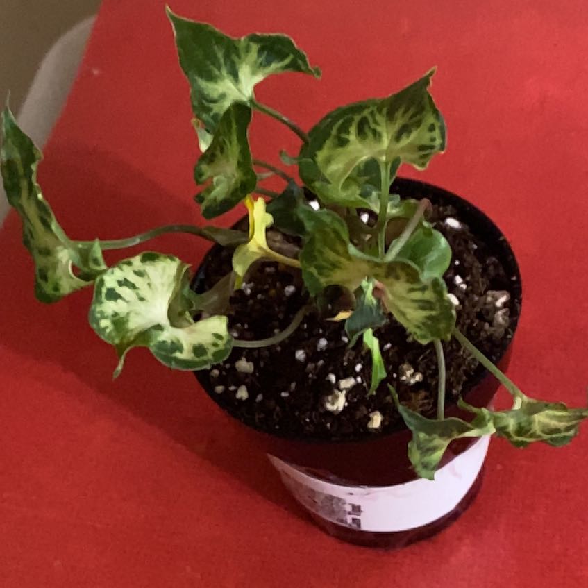Photo of the plant species Syngonium by @SvelteHoya18 named Singer SWP on Greg, the plant care app